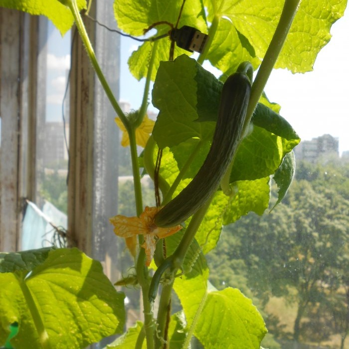Com alimentar els cogombres a mitjans d'estiu per augmentar la productivitat