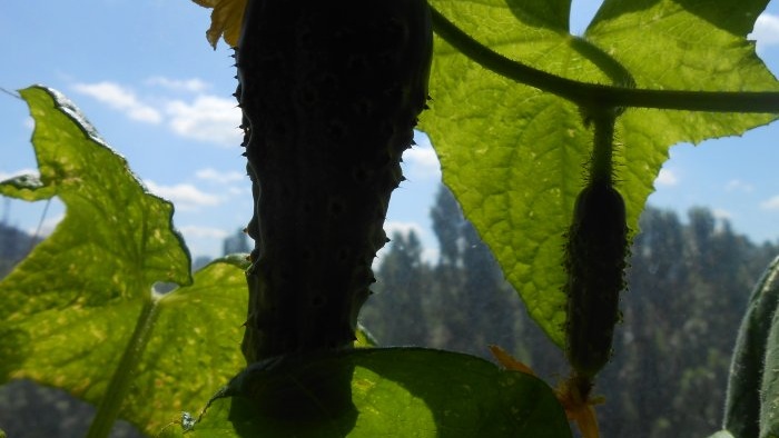 Verimliliği artırmak için yaz ortasında salatalık nasıl beslenir?