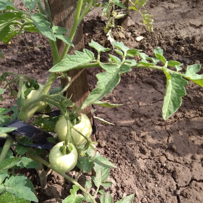 The optimal six-day scheme for feeding tomatoes during the period of active fruiting