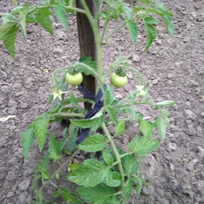 El esquema óptimo de seis días para alimentar tomates durante el período de fructificación activa.