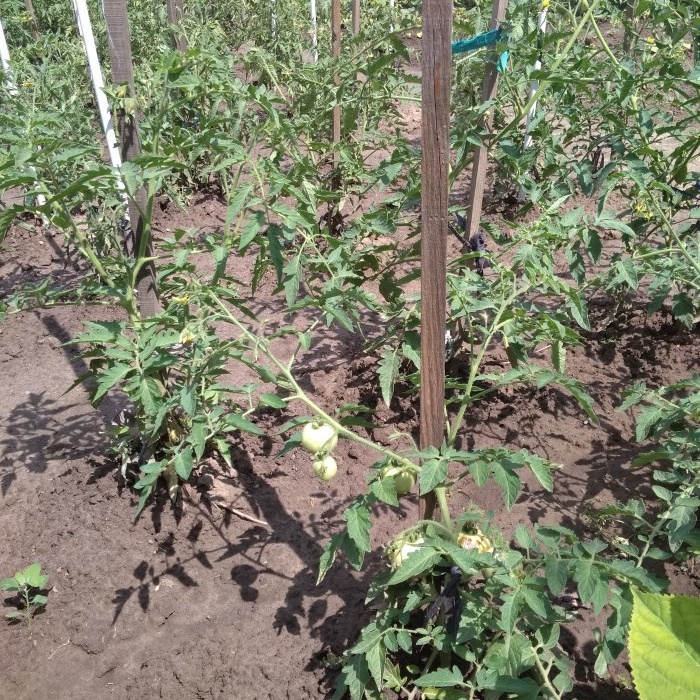 Optimālā sešu dienu shēma tomātu barošanai aktīvās augļošanas periodā