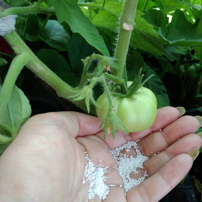 Optimálna šesťdňová schéma na kŕmenie paradajok počas obdobia aktívneho plodenia