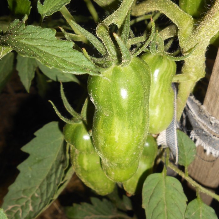 El esquema óptimo de seis días para alimentar tomates durante el período de fructificación activa.