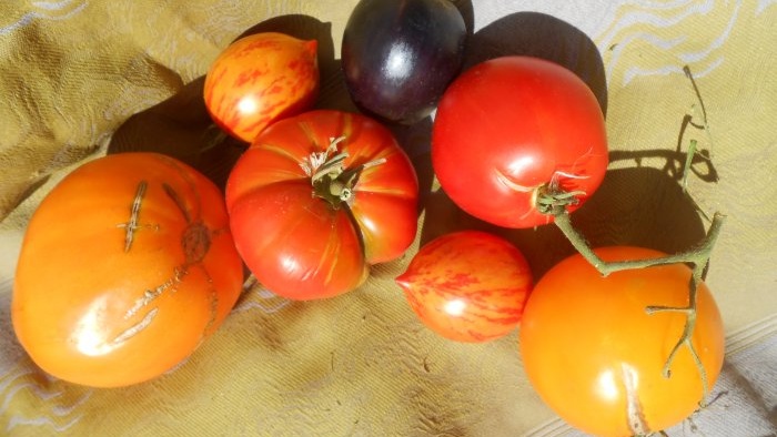 Schema ottimale di sei giorni per nutrire i pomodori durante il periodo di fruttificazione attiva