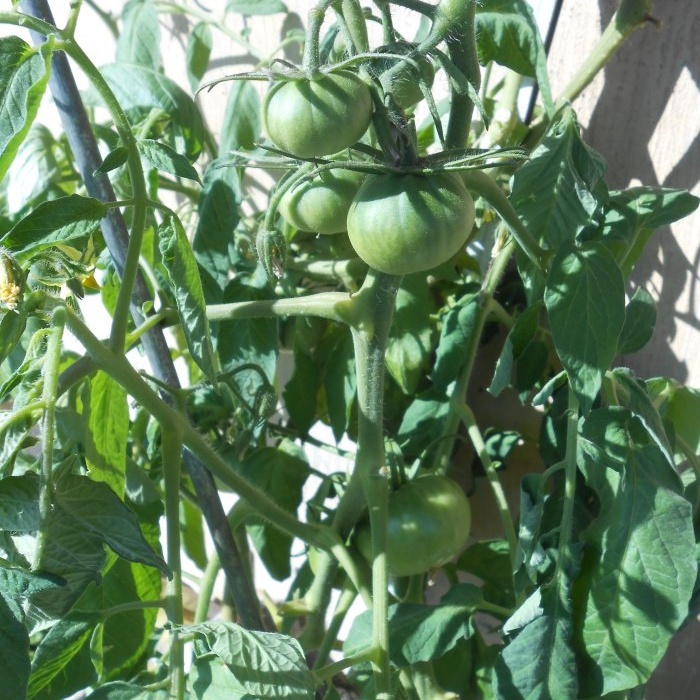 The optimal six-day scheme for feeding tomatoes during the period of active fruiting