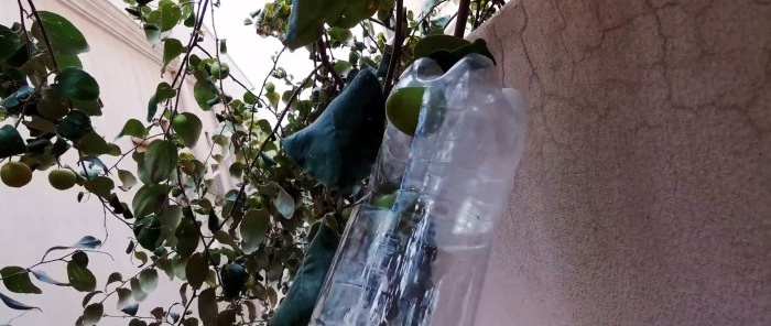 Come realizzare un semplice raccoglitore di frutta partendo da rami alti da una bottiglia in PET