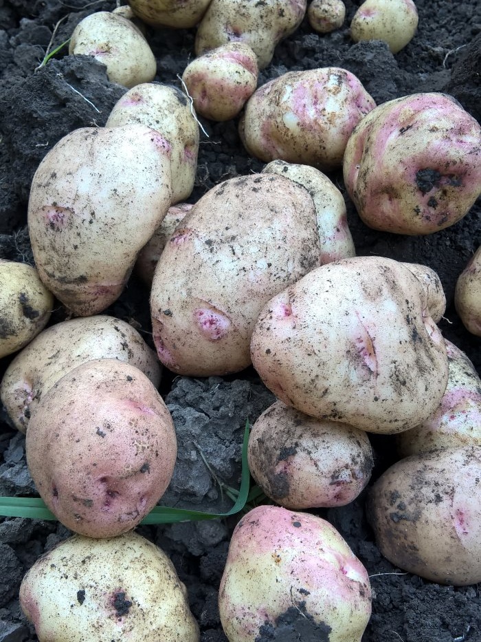 Беритба на картофи през август. Основното за предварителната подготовка, правилата за копаене и тайните на зимното съхранение на грудки