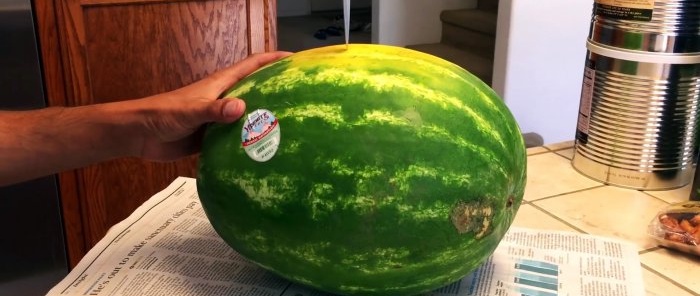 4 jel, hogyan lehet észrevenni egy édes görögdinnyét