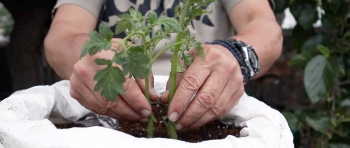 Cruzar um tomate com uma batata produz uma planta incrível