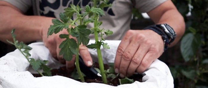 Διασταυρώνοντας μια ντομάτα με μια πατάτα παράγει ένα καταπληκτικό φυτό