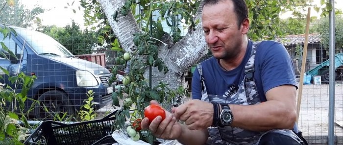 Door een tomaat met een aardappel te kruisen, ontstaat een geweldige plant