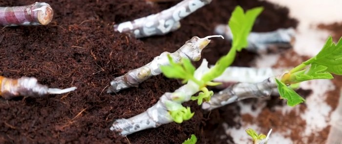4 maneiras de germinar mudas Qual é a melhor