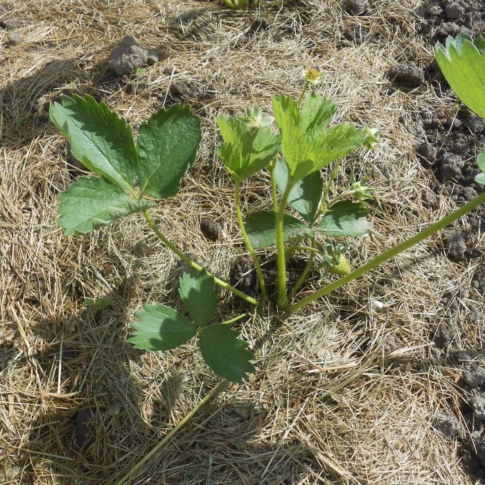 Jesienne sadzenie sadzonek truskawek ogrodowych na otwartym terenie w celu uzyskania obfitych zbiorów w przyszłym sezonie
