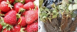 שתילת סתיו של שתילי תות גינה באדמה פתוחה לקציר שופע בעונה הבאה