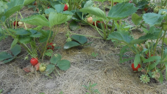 Penanaman musim luruh strawberi taman dengan semua nuansa untuk tuaian yang banyak