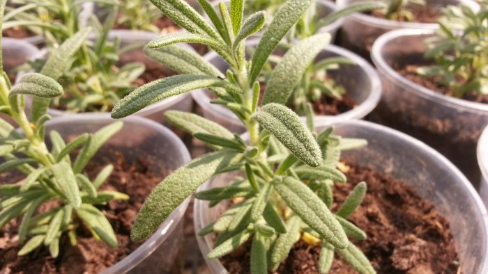 Szeresd a friss fűszernövényeket Íme 7 fűszernövény, amelyet az ablakpárkányon termeszthetsz