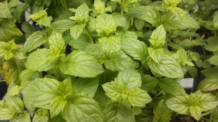 Sukakan herba segar Berikut adalah 7 herba yang boleh anda tanam di ambang tingkap anda
