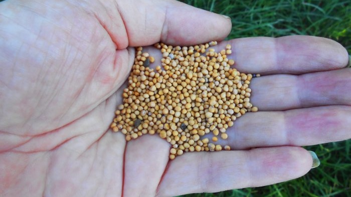 Увеличаване на плодородието на почвата на мястото чрез засаждане на горчица и други зелени торове Характеристики на есенната сеитба норма на потребление грижа за разсад