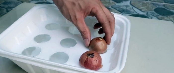 Cara cepat untuk menanam bawang dan bawang putih setiap bulu dalam bekas pakai buang