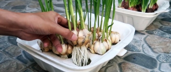 Cara cepat untuk menanam bawang dan bawang putih setiap bulu dalam bekas pakai buang