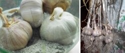 6 cara yang terbukti untuk memelihara bawang putih sepanjang musim sejuk di apartmen anda