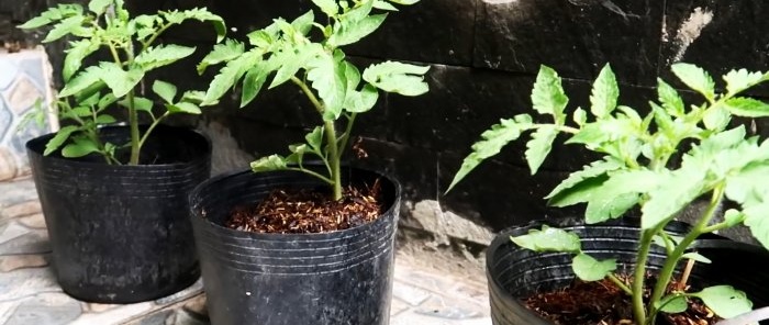 O metodă de cultivare a roșiilor din semințe în sticle PET suspendate.Potrivit chiar și pentru apartamente și balcoane.