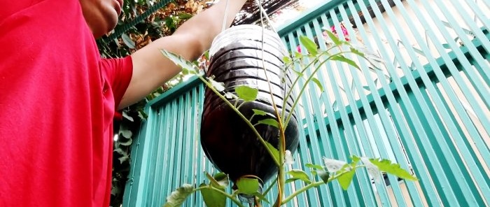 Metoda uzgoja rajčice iz sjemena u visećim PET bocama.Pogodna i za stanove i balkone.