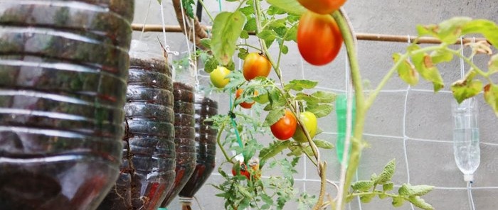 Metoda uprawy pomidorów z nasion w wiszących butelkach PET, odpowiednia nawet do mieszkań i balkonów.
