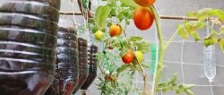 En metode for å dyrke tomater fra frø i hengende PET-flasker. Egnet selv for leiligheter og balkonger