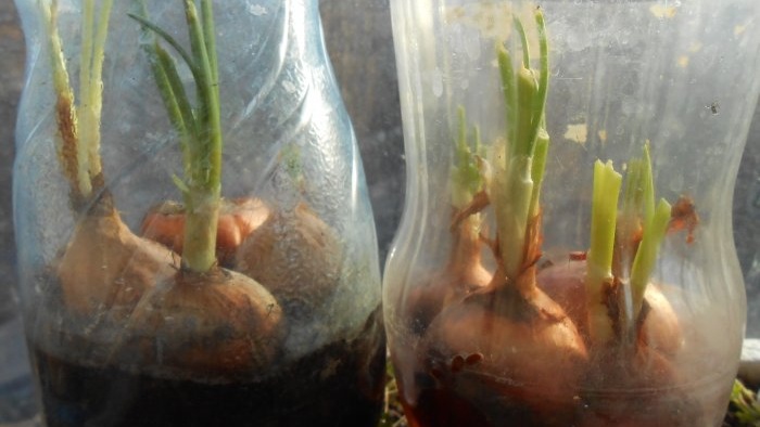Una semina per sei mesi Segreti e trucchi per forzare le cipolle sulle verdure in inverno a casa