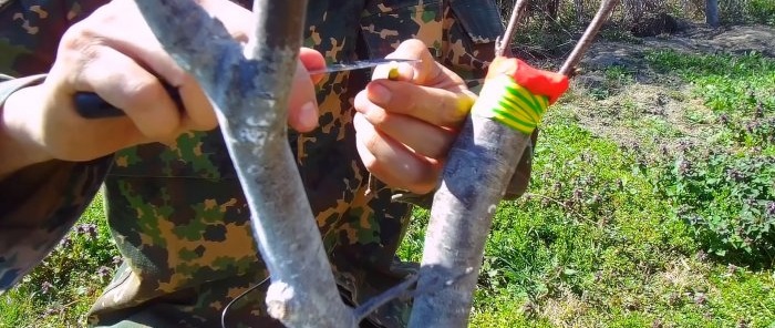 Bir matkap kullanarak bir ağacın kolayca aşılanması - her zaman işe yarayan bir yöntem