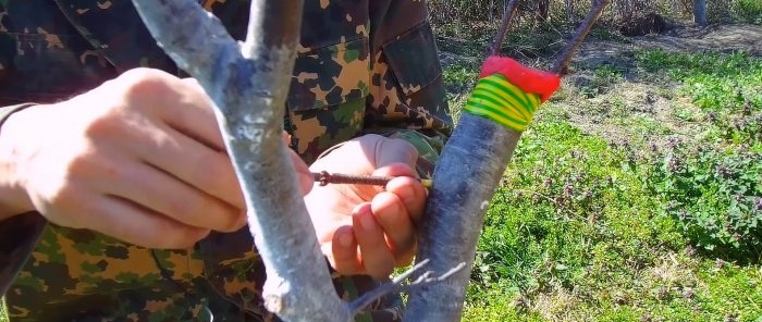 How to easily graft a tree using a drill - a method that always works