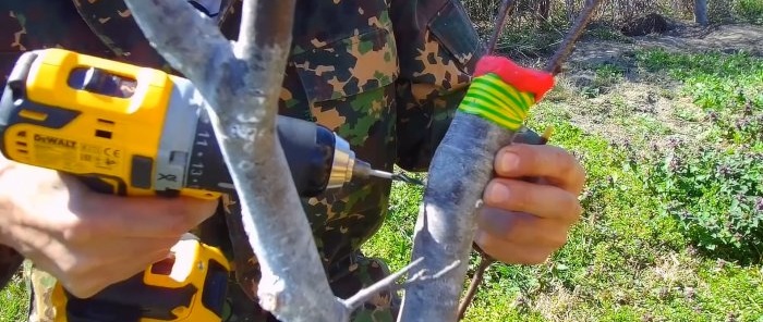 How to easily graft a tree using a drill - a method that always works