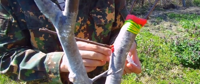 Hur man enkelt ympar ett träd med hjälp av en borr - en metod som alltid fungerar