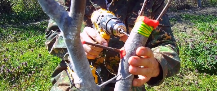 Sådan poder du nemt et træ ved hjælp af en boremaskine - en metode der altid virker