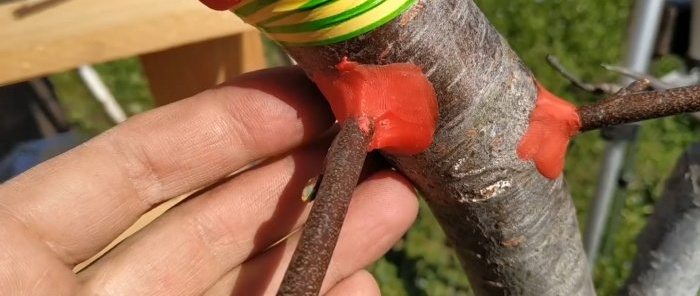 איך להשתיל בקלות עץ באמצעות מקדחה - שיטה שתמיד עובדת