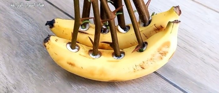 Как да покълнете резници с помощта на банан