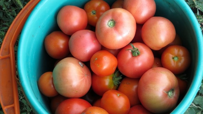 כמה חשוב לקשור עגבניות לקטיף גדול ואיך עושים את זה נכון
