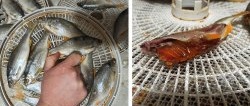 A simple way to salt and dry fish in an electric dryer