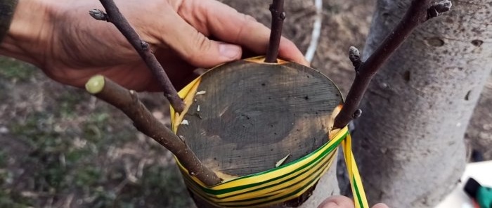 Cómo injertar un manzano en un vástago grueso en primavera.