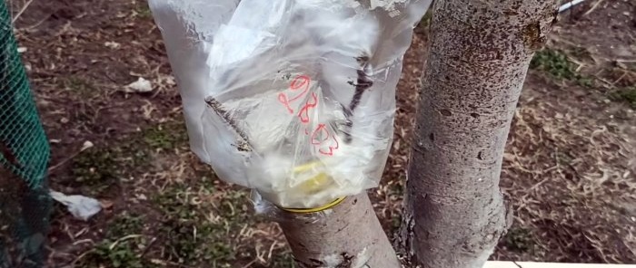 كيفية تطعيم شجرة تفاح على سليل سميك في الربيع