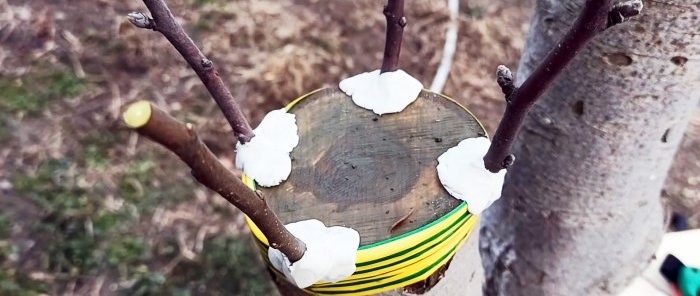 Kako cijepiti stablo jabuke na debelu plemku u proljeće