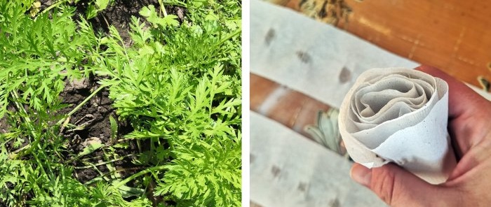 Hvordan gjøre det mye enklere å plante gulrøtter med toalettpapir