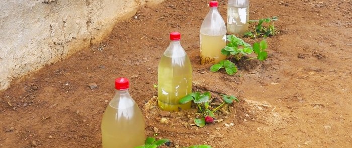 Hoe maak je wortelbewatering van planten uit een PET-fles?
