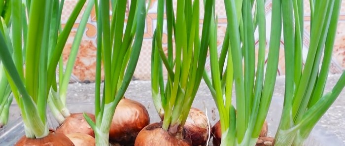 Jak uprawiać zieloną cebulę bez gleby w mieszkaniu w mieście