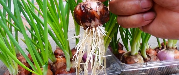 How to grow green onions without soil in a city apartment