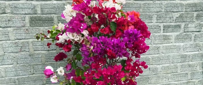 Com fer créixer 5 flors de colors en un arbust