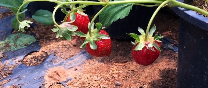 Cómo cultivar fresas a partir de semillas.