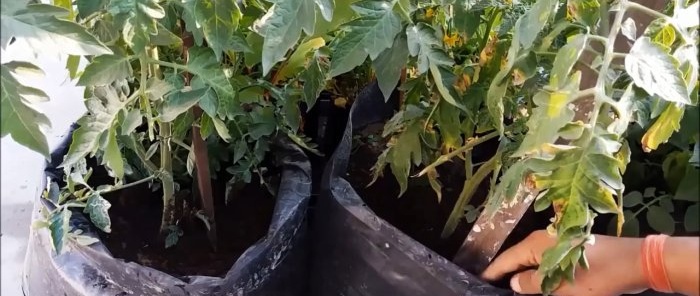 איך לגדל עגבניות מעגבניות שנרכשו בחנות שיטה למי שאין גינה