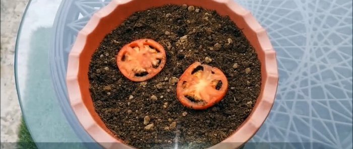 Jak vypěstovat rajčata z těch z obchodu Metoda pro ty, kteří nemají zahradu